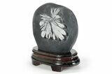Polished Chrysanthemum Stone in Wood Base - China #352114-1